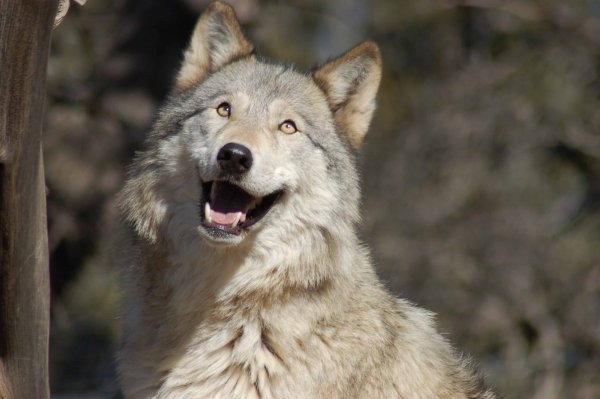 Прикольные картинки про волка (47 фото)