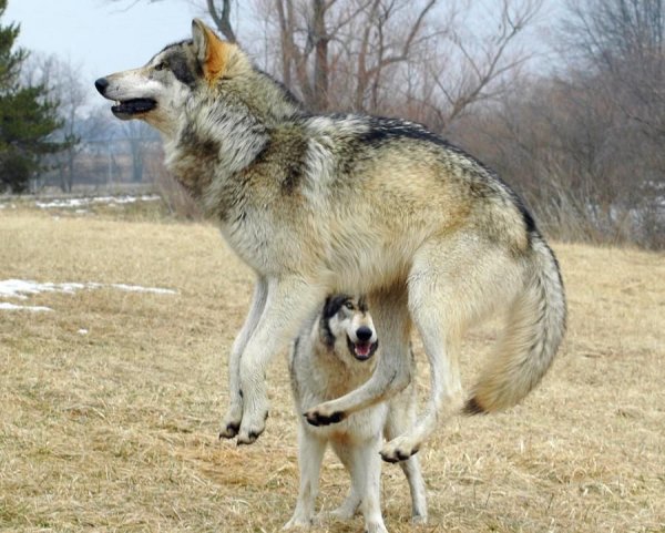 Смешной волк