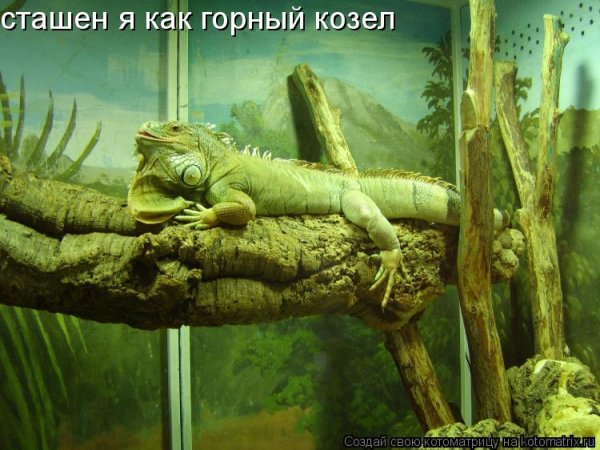 Тоска зеленая картинки