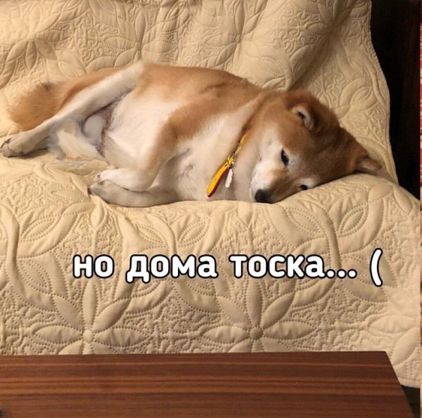 Идёт за неделей неделька