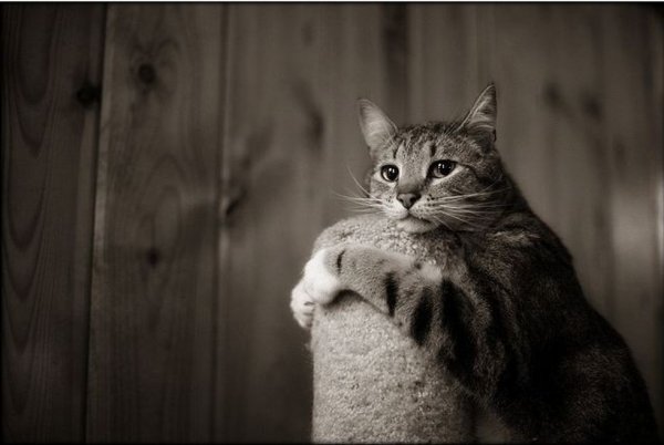 Печаль тоска кот
