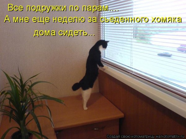 Тоска смешные картинки