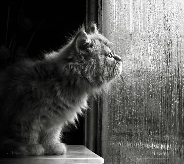 Кот грустит