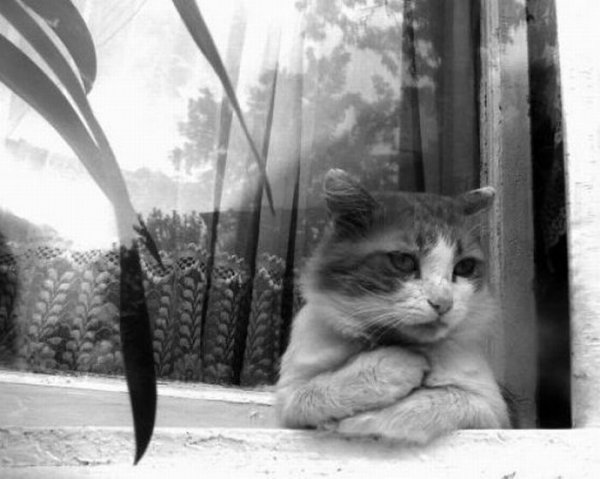 Кот грусть