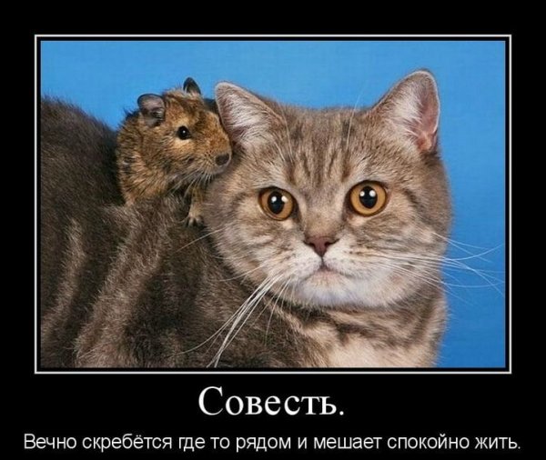 Шутки про совесть