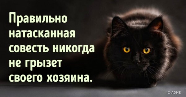 Правильно натасканная совесть никогда