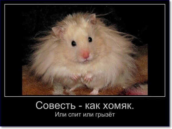 Хомяк с надписью