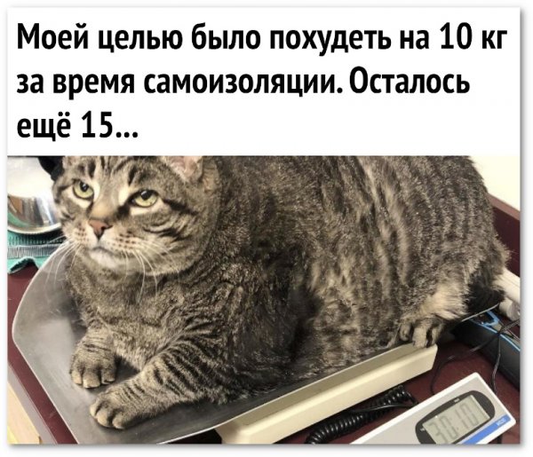 Кот и карантин прикол
