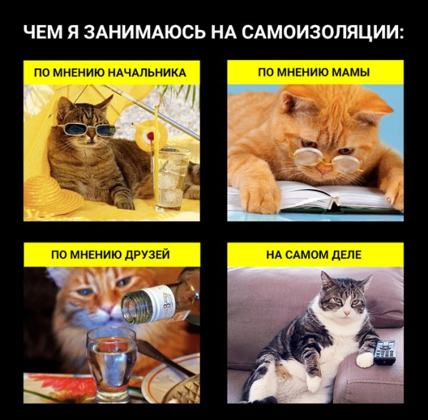 Мемы про самоизоляцию с котами