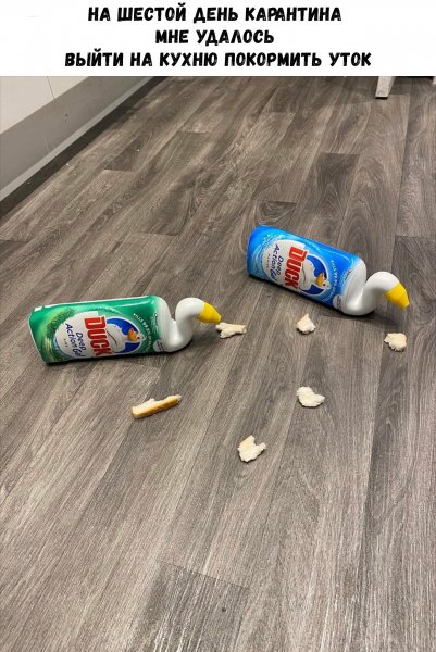 Самоизоляция прикольные