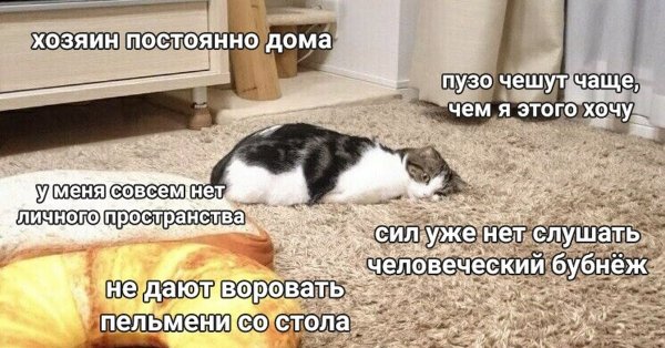 Мемы про домашних животных