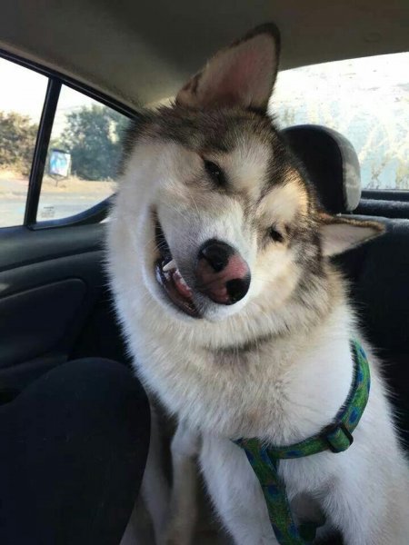 Собака удивляка хаски