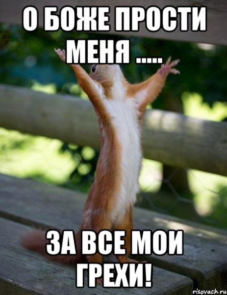Прости меня белка