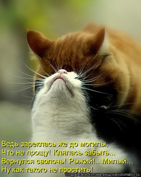 Самый ласковый кот