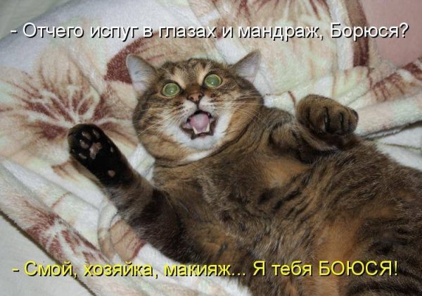 Какой кошмар картинки смешные с надписями