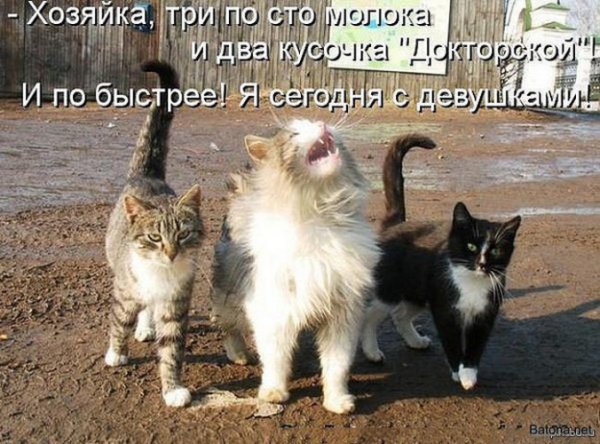 Коты гуляют