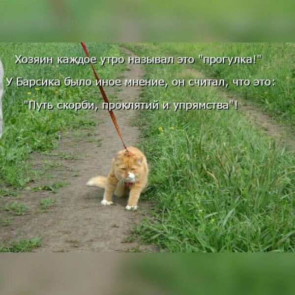 Кот тащит