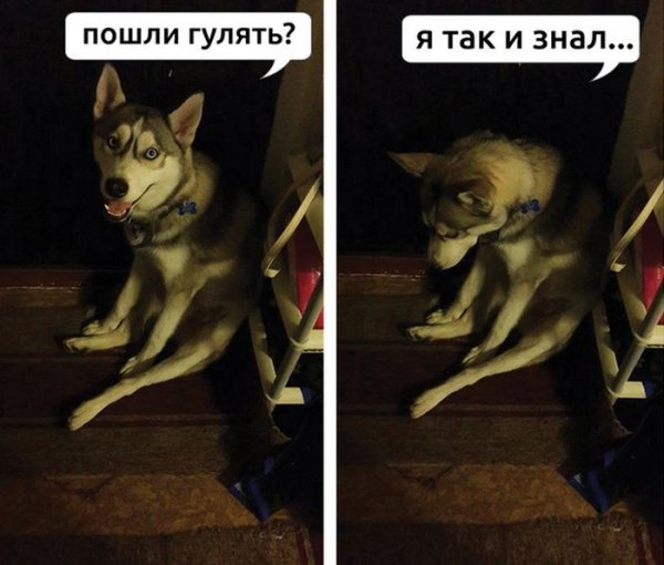 Пошли гулять