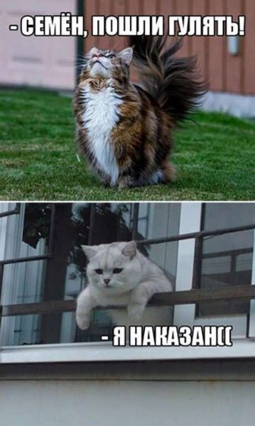 Пошли гулять котики