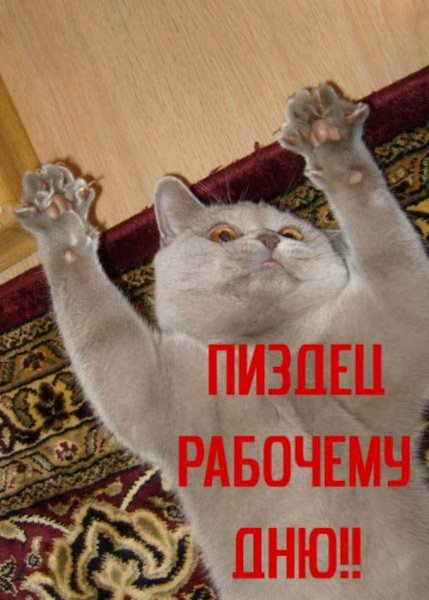 Лечу к тебе кот