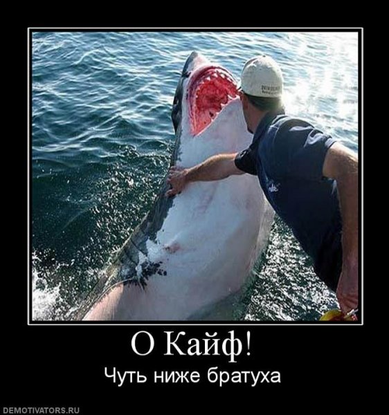 Акула демотиватор