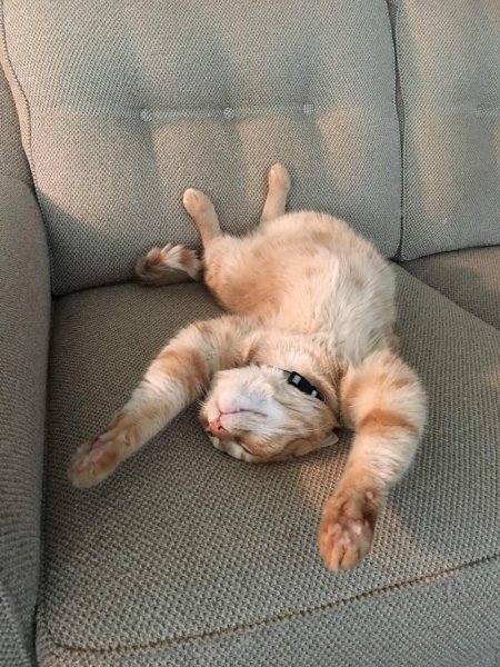 Кот балдеет