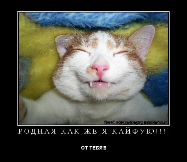 Сон коты демотиваторы