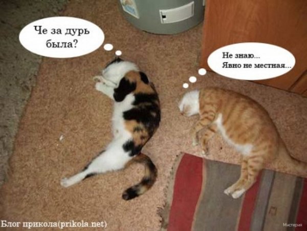 Дурью маюсь прикольное