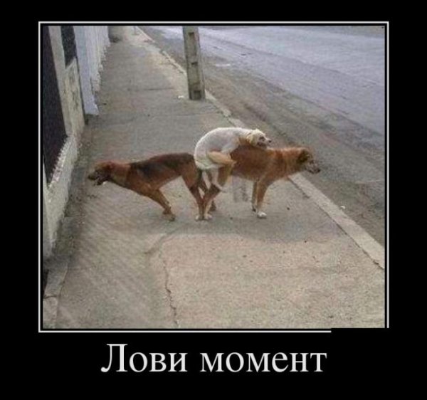 Прикол демки