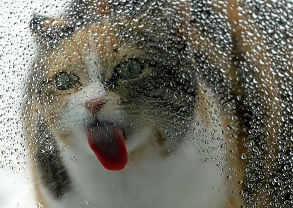 Кот лижет стекло