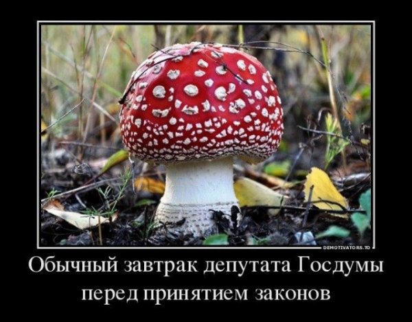 Мухомор прикол