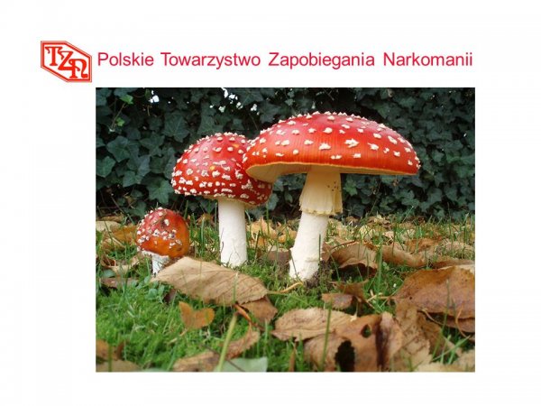 Шутки про грибы