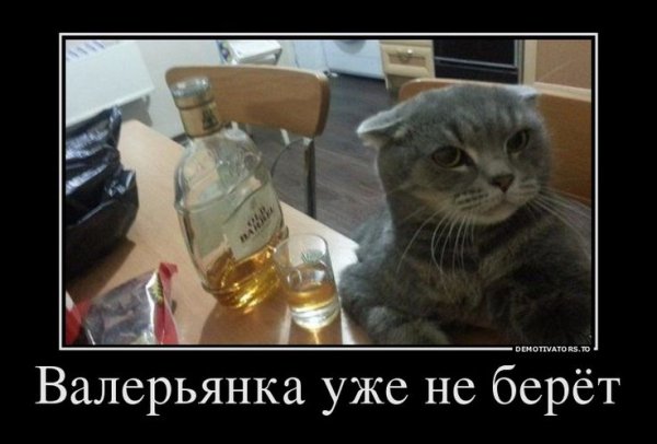 Кот сильной и независимой женщины