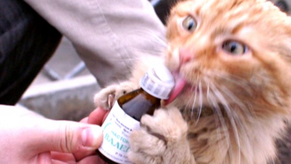 Коты и валерьянка