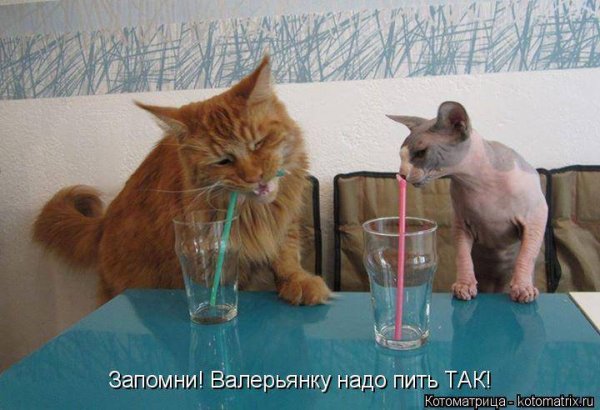 Валерьянка прикол