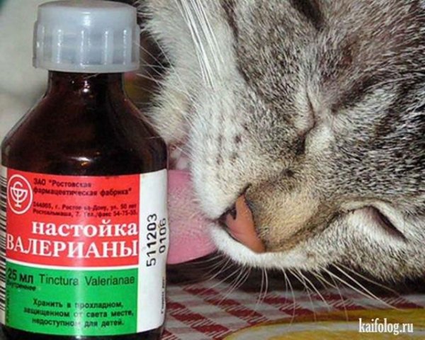 Валерьянка картинки
