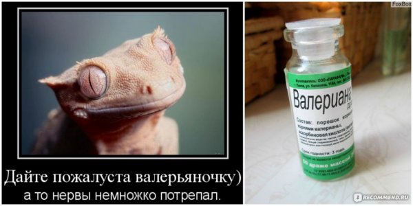 Цитаты про валерьянку