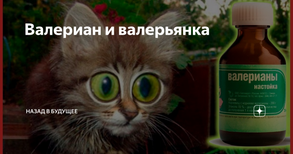 Валерьянка этикетка