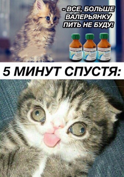 Кот наркоман