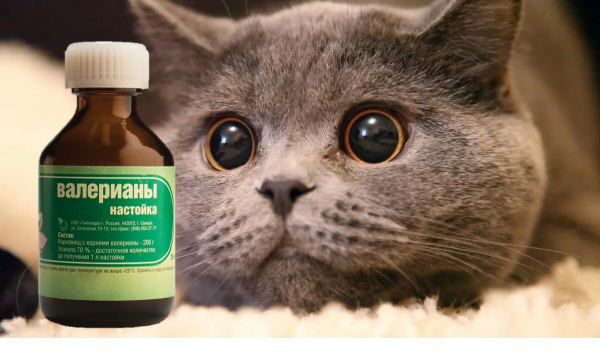 Коты и валерьянка