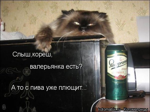 Пиво без водки деньги на ветер