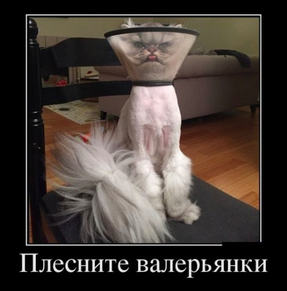 Валерьянка прикол