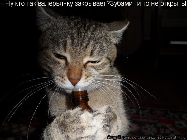 Валерьянка смешное