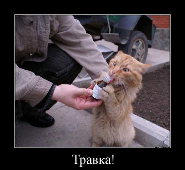 Валерьянка демотиваторы