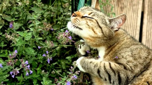Котовник кошачий