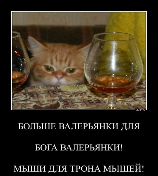 Кот пьет валерьянку