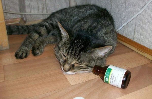 Коты и валерьянка