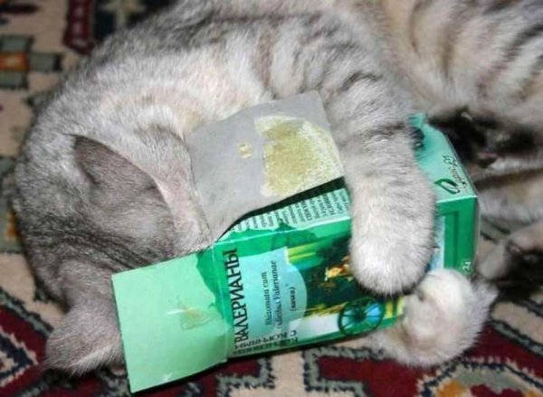 Кот нюхнул валерьянку