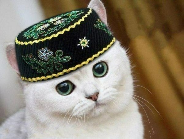 Кот в татарской шапке