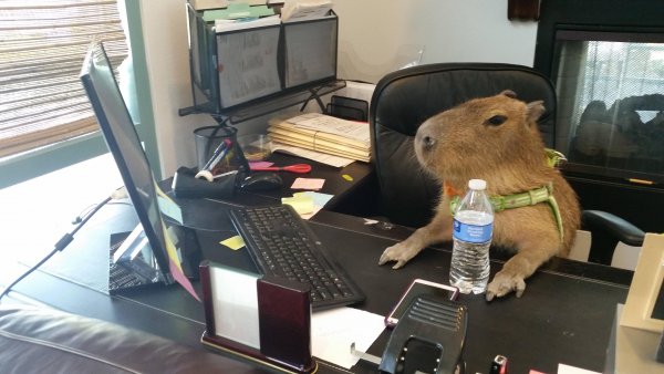 Животные на работе